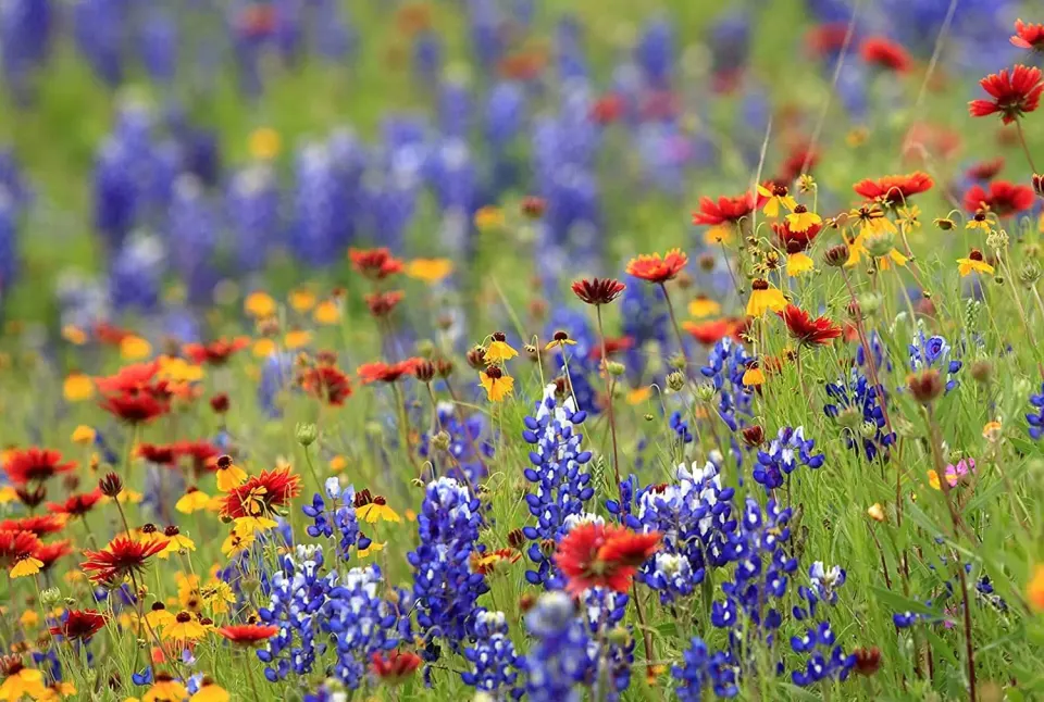"At the end of my First Grade year, our teacher, Mrs. Ray, took us on a field trip to her house in the country. Then she toured us through a field full of wildflowers..." Photo...
