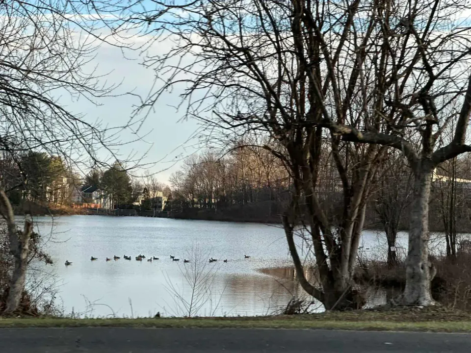 Geese on a lake in Fairview Park (staff photo by Angela Woolsey)