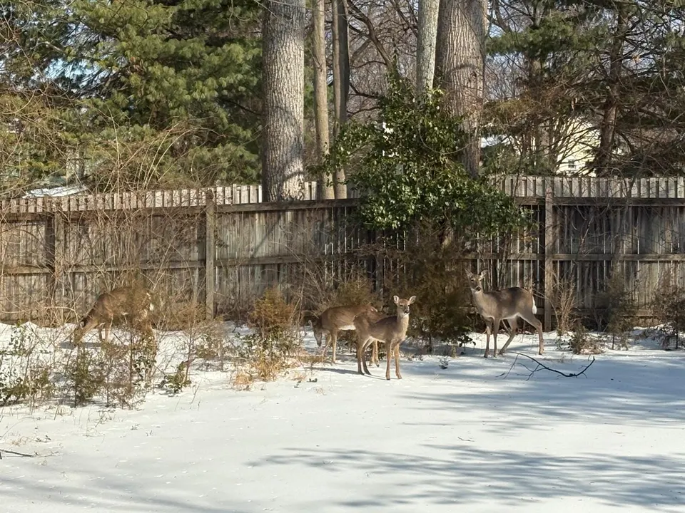 Deer in a snow-covered Vienna backyard (photo by Amy Woolsey)