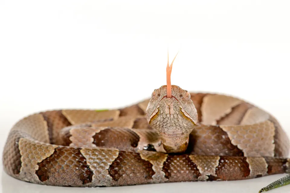 Eastern Copperhead (Agkistrodon contortrix) close-up on white background.