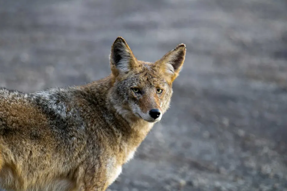 A coyote on a road (via John Bell on Unsplash)