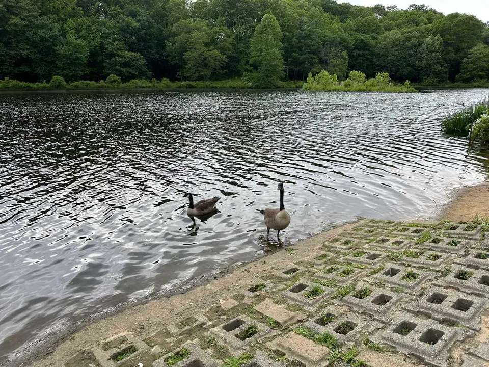 A goose walks out of Royal Lake in Kings Park West as another floats by (staff photo by Angela Woolsey)