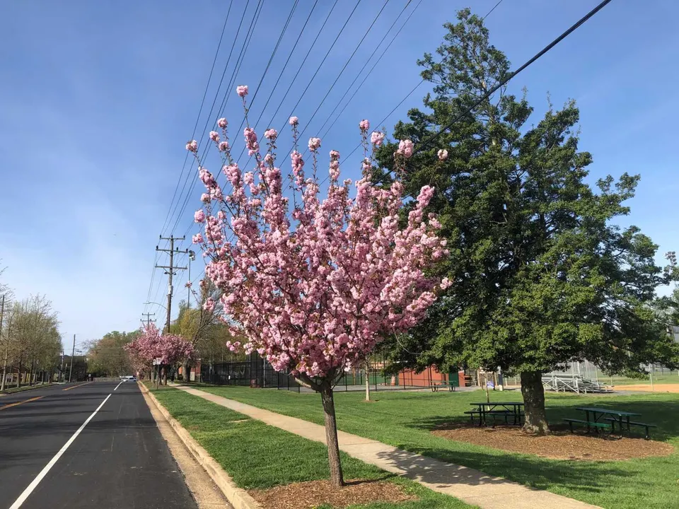 Cherry trees in bloom along Center Street in Vienna (photo by Susan Woolsey)