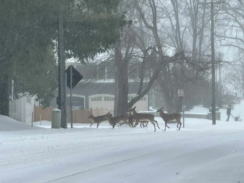 Deer running in snow on a Vienna street during Winter Storm Fern (staff photo by Angela Woolsey)