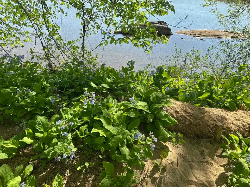 Virginian bluebells by the Potomac River at Riverbend Park in Great Falls (staff photo by Angela Woolsey)