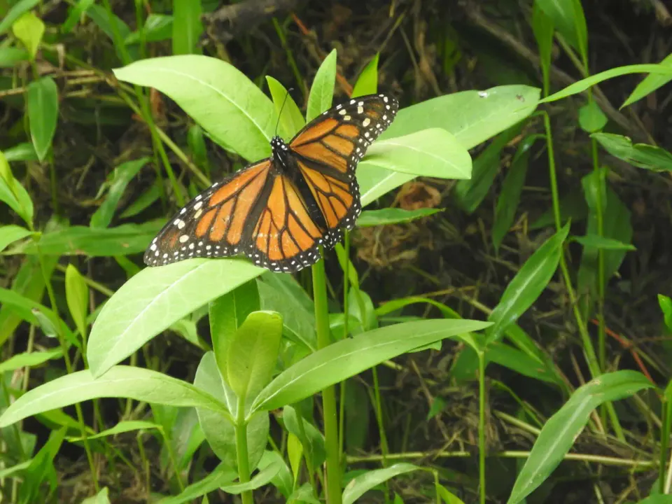 A monarch butterfly spotted by the W&OD Trail (staff photo by Angela Woolsey)