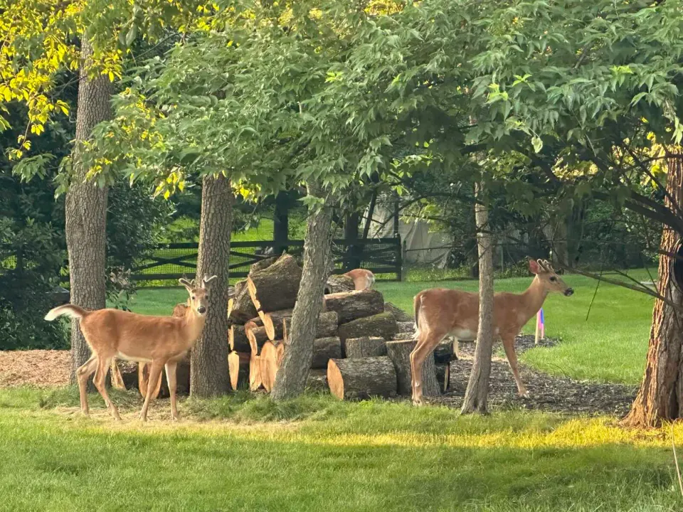 Deer walk around a pile of tree stumps in a Vienna yard (staff photo by Angela Woolsey)