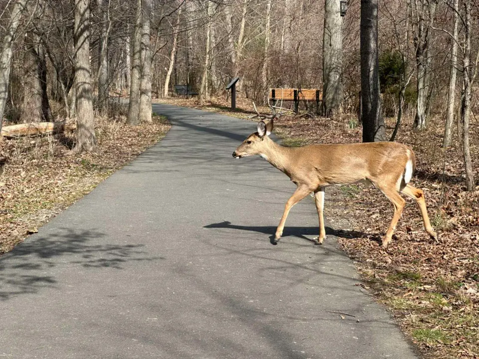 A deer crosses an asphalt trail through Vienna’s Wildwood Park (staff photo by Angela Woolsey)