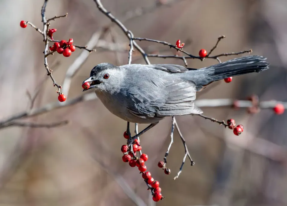Joshua Brick’s photo of a bird at Huntley Meadows Park won Best in Show for wildlife in the 2026 First Hike Fairfax contest (courtesy Fairfax County Park Authority)