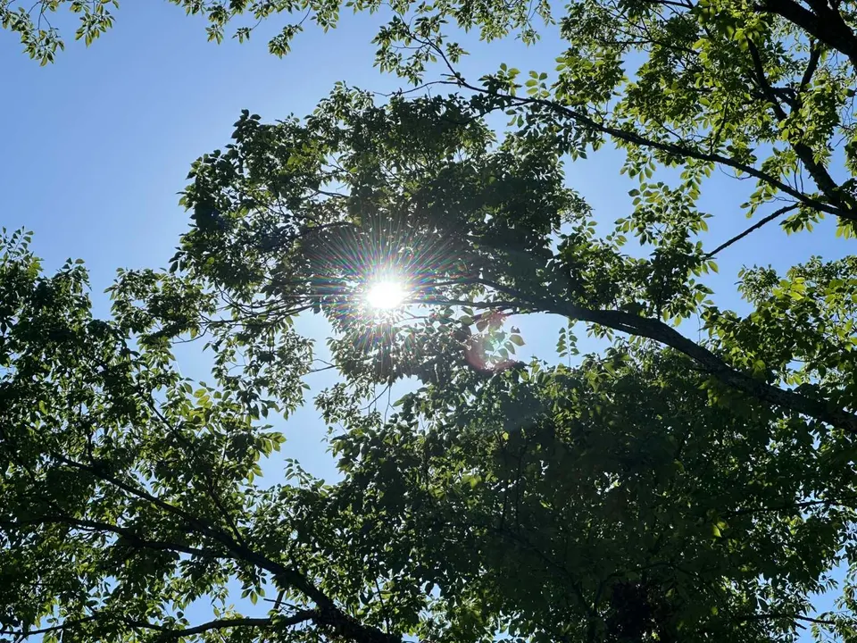 Sun glare through tree leaves (staff photo by Angela Woolsey)