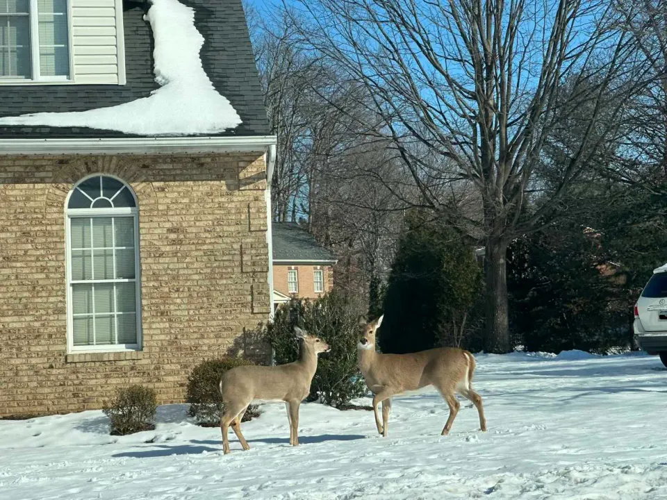 Two deer stand in a snowy front yard in Vienna (staff photo by Angela Woolsey)