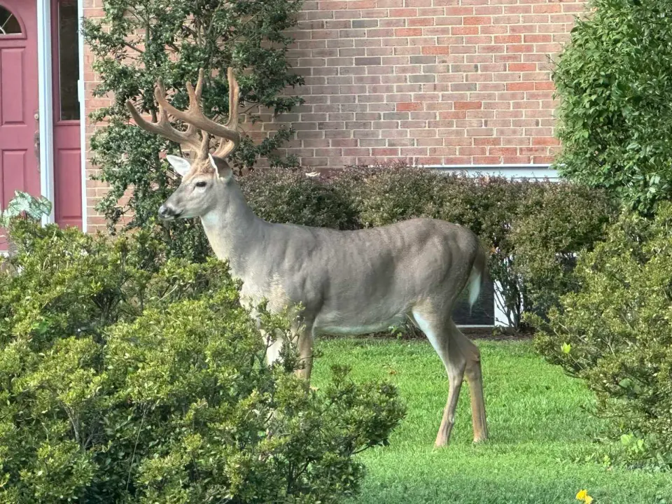 A buck walks by a house in Vienna (staff photo by Angela Woolsey)