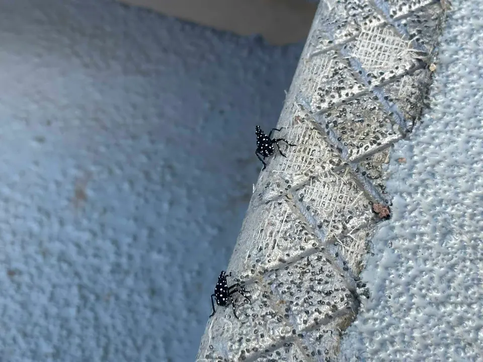 Spotted lanternfly nymphs on an outdoor stair in Tysons (staff photo by Angela Woolsey)