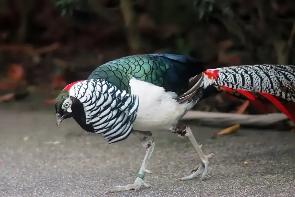 Plentiful enough for hunting in the Blue Ridge in 1948: the Chinese pheasant. Courtesy Pets of USA.