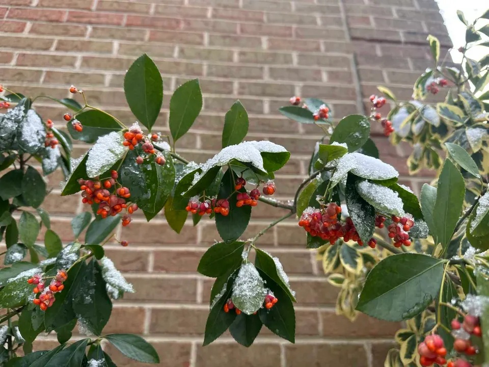 A dusting of ice on a shrub with berries (staff photo by Angela Woolsey)