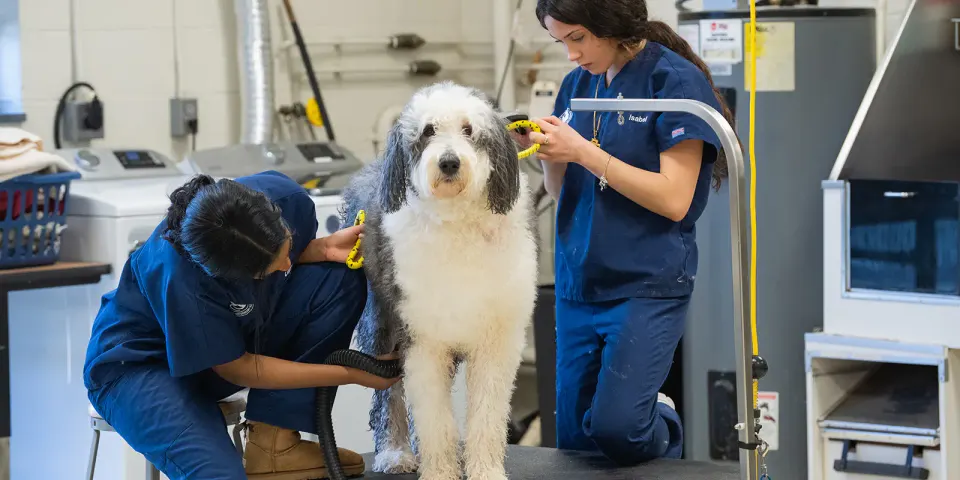 Two female students in dark blue scrubs groom a dog.