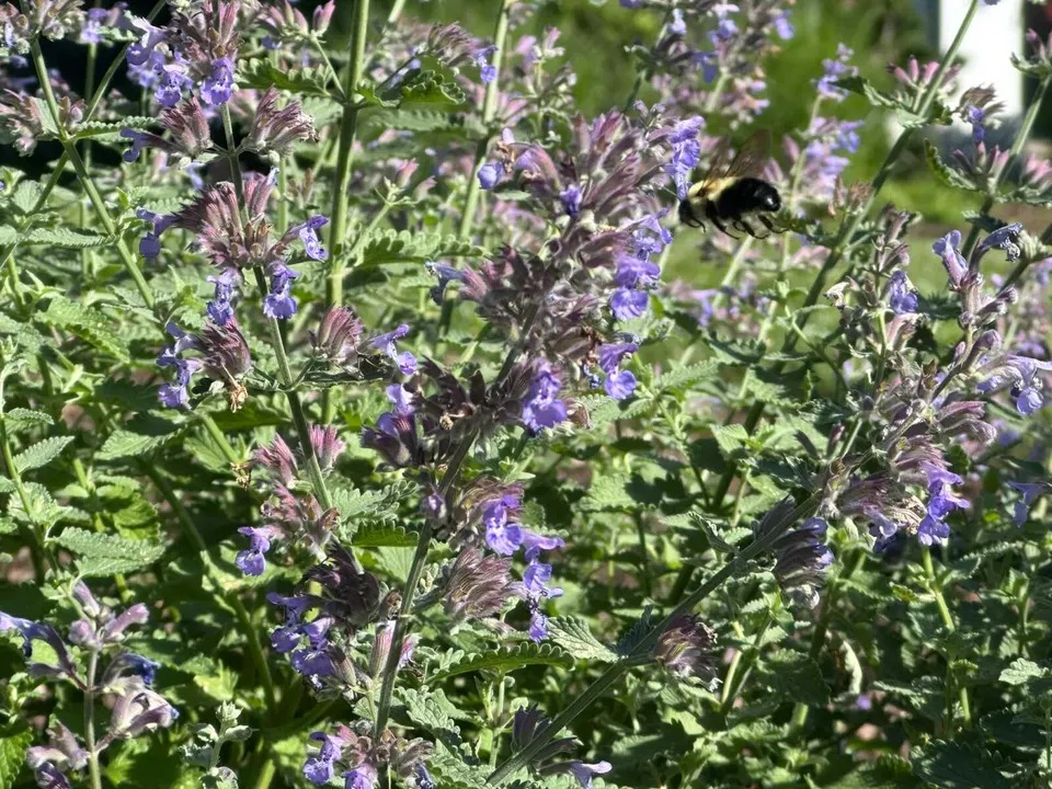 A bumblebee flying toward catmint flowers in Vienna (staff photo by Angela Woolsey)