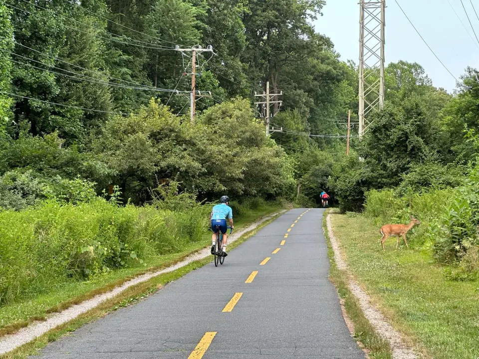A bicyclist passes a deer standing by the W&OD Trail (staff photo by Angela Woolsey)