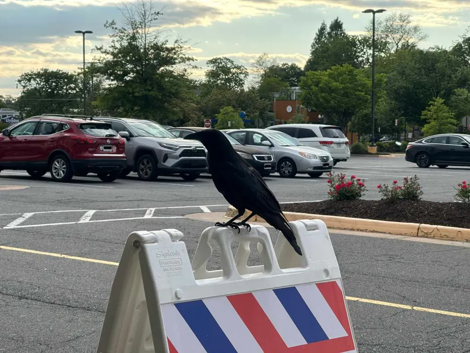 A crow perched on a folding sign in Vienna’s Maple Avenue Shopping Center (staff photo by Angela Woolsey)