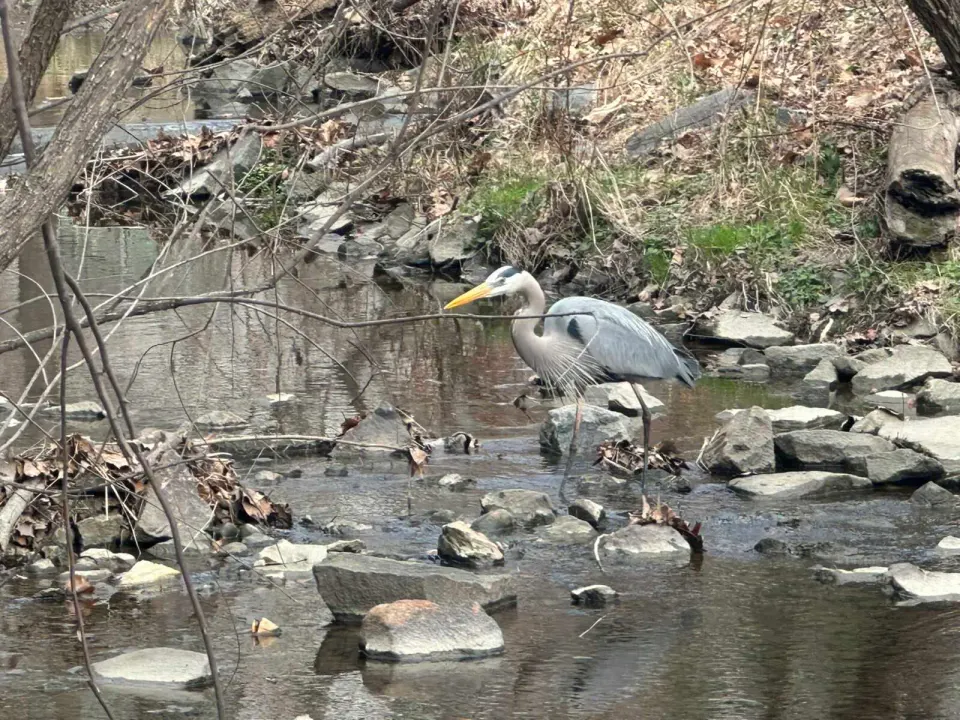 A heron stalks fish in Wolftrap Creek in Vienna (staff photo by Angela Woolsey)