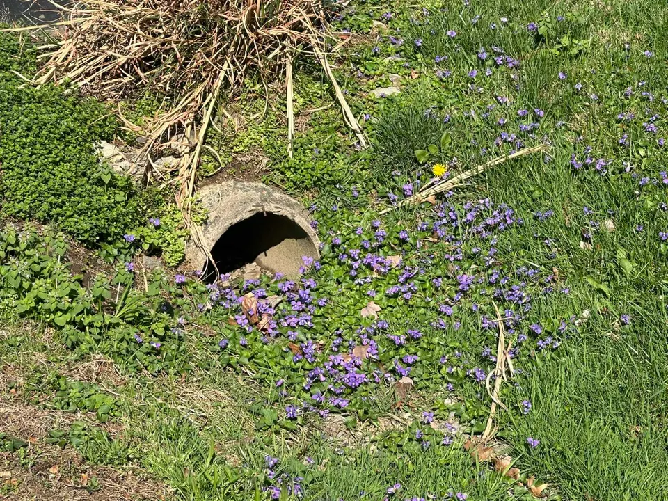 Wildflowers around a stormwater culvert in Vienna (staff photo by Angela Woolsey)