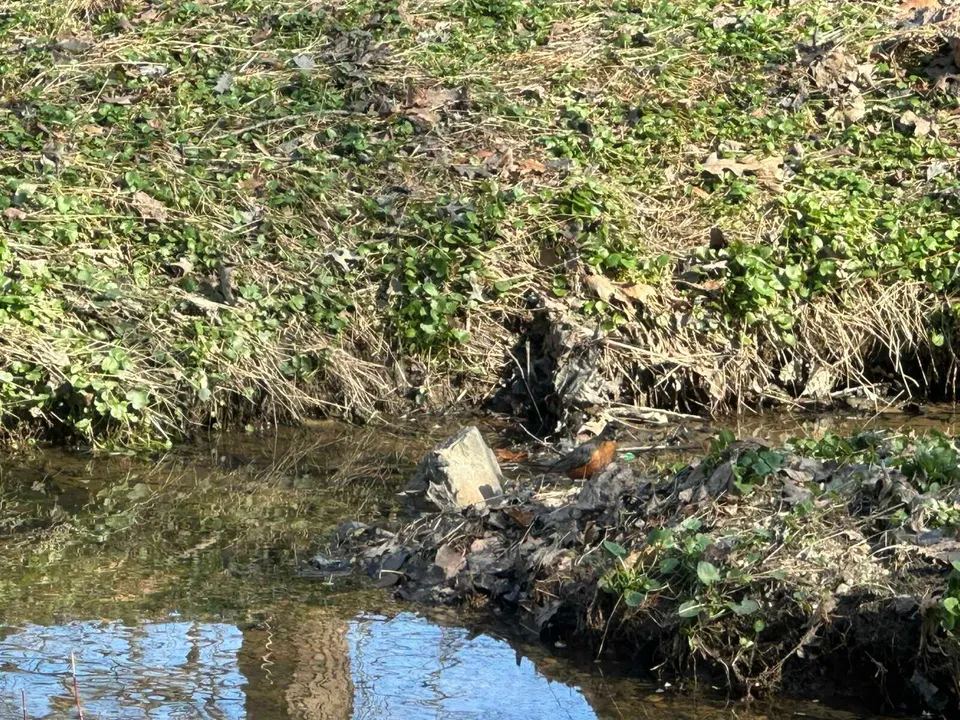 A robin stands on a mound of dirt and leaves in the middle of Wolftrap Creek in Vienna (staff photo by Angela Woolsey)