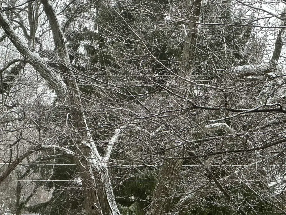 Snow on tree branches in Vienna (staff photo by Angela Woolsey)