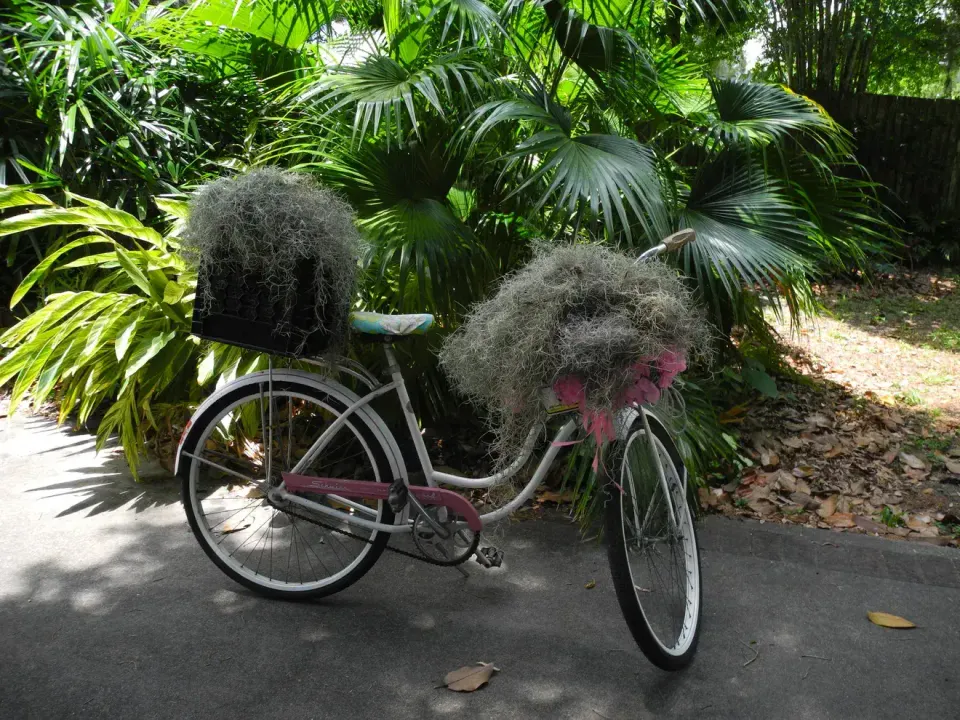 "Another southerner told how they’d encourage visitor kids from up north to play with Spanish Moss..." Photo by Lynett Walther, courtesy St. Augustine.com.