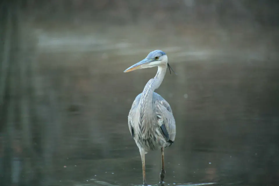 Heron at Kingstowne Lake (staff photo by Vernon Miles)