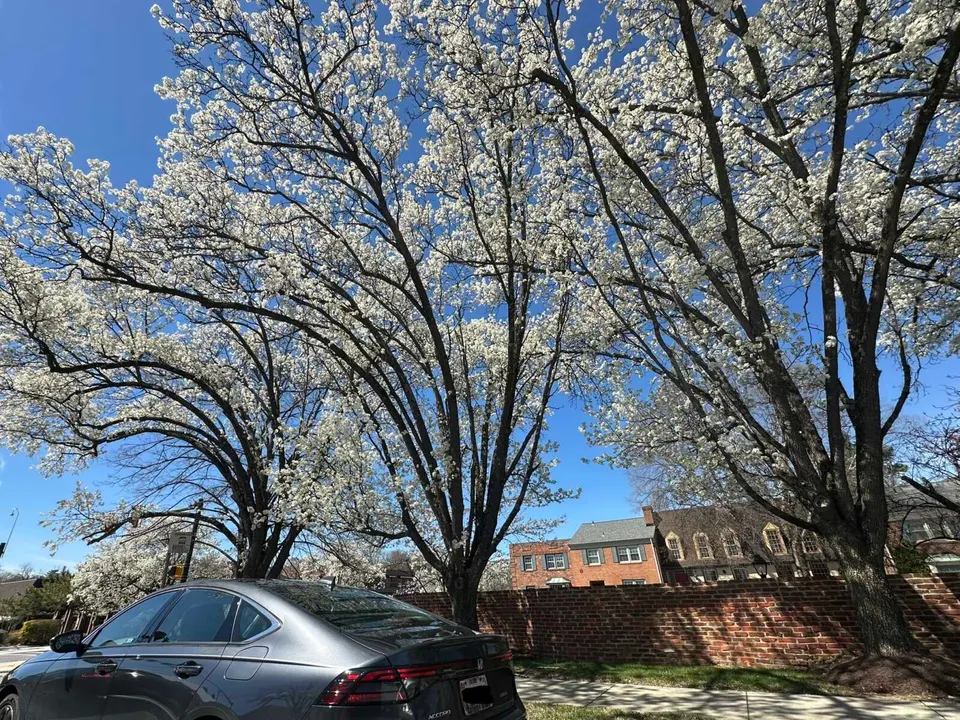 Cherry blossom trees along Maple Avenue in Vienna near East Street NE (staff photo by Angela Woolsey)