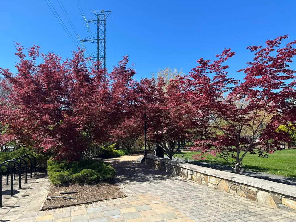 Trees with red leaves frame a path into the Vienna Town Green (staff photo by Angela Woolsey)