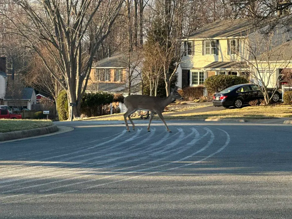 A deer crosses a neighborhood street in Vienna treated with brine in preparation for snow (staff photo by Angela Woolsey)