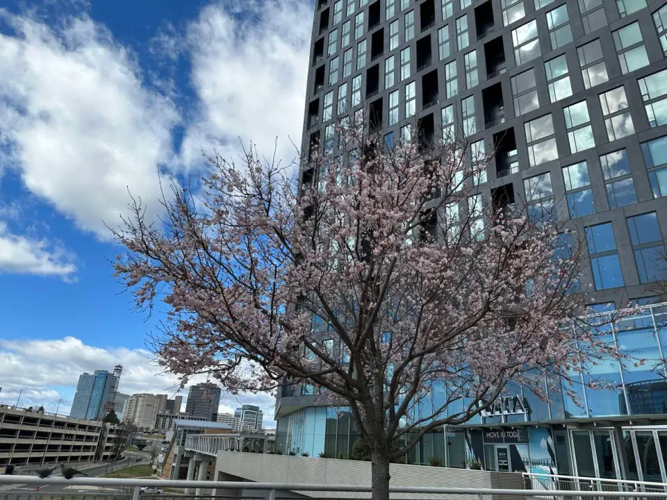 Cherry blossoms start to bloom at the Tysons Corner Center Plaza (staff photo by Angela Woolsey)