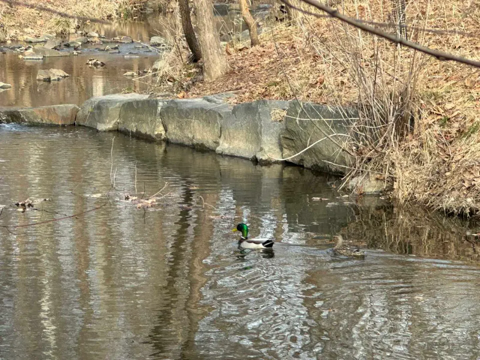 A pair of ducks on Wolftrap Creek in Vienna (staff photo by Angela Woolsey)