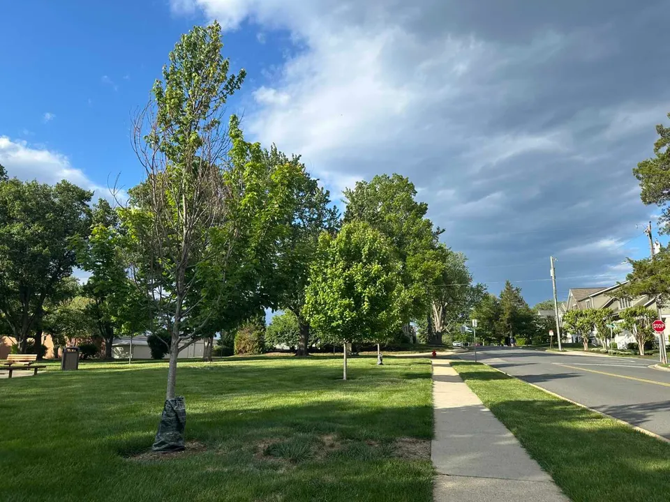 Trees planted along the sidewalk on Locust Street SE in Vienna (staff photo by Angela Woolsey)