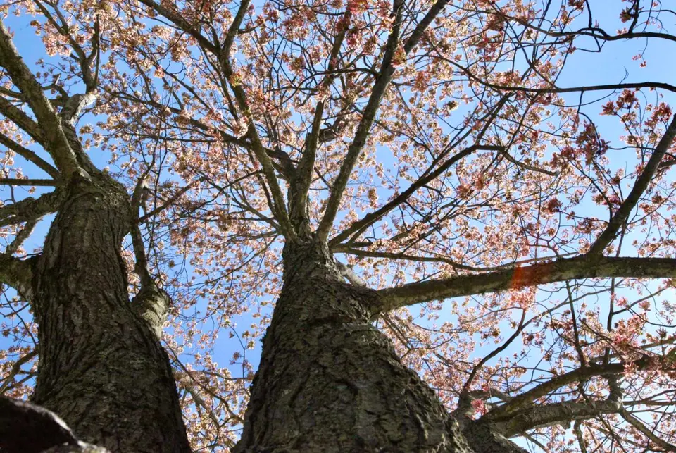 Blooming trees at Fort Hunt Park (staff photo by James Cullum)