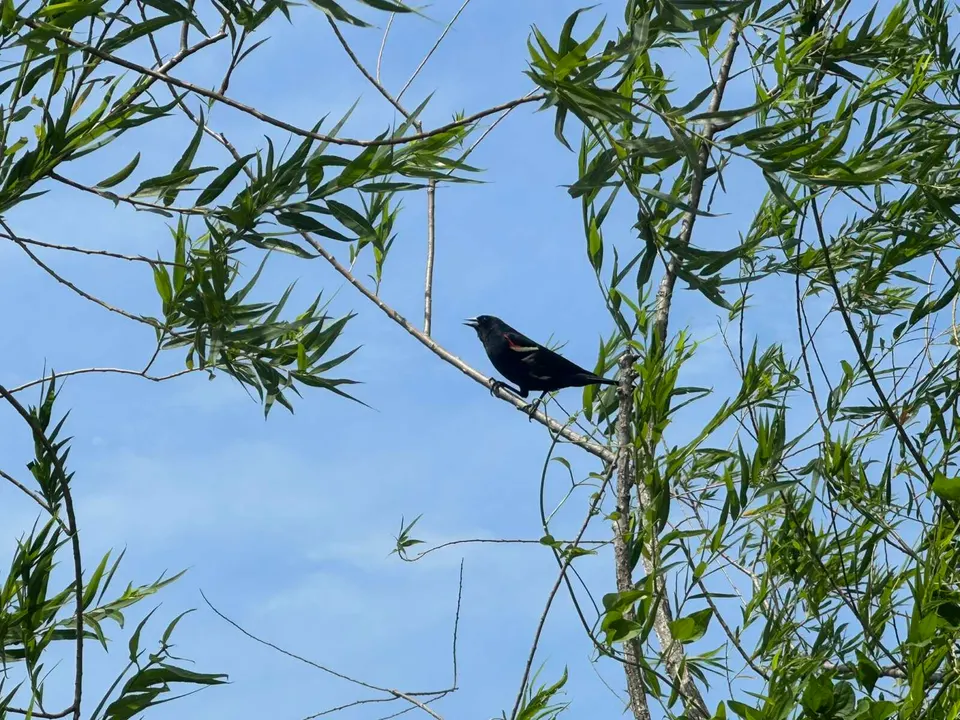 A red-wing blackbird calling in a tree at Royal Lake Park in Kings Park West (staff photo by Angela Woolsey)