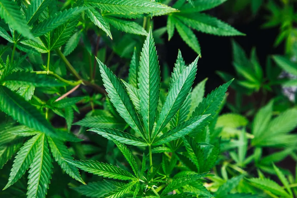 Cannabis plant (via Rick Proctor/Unsplash)