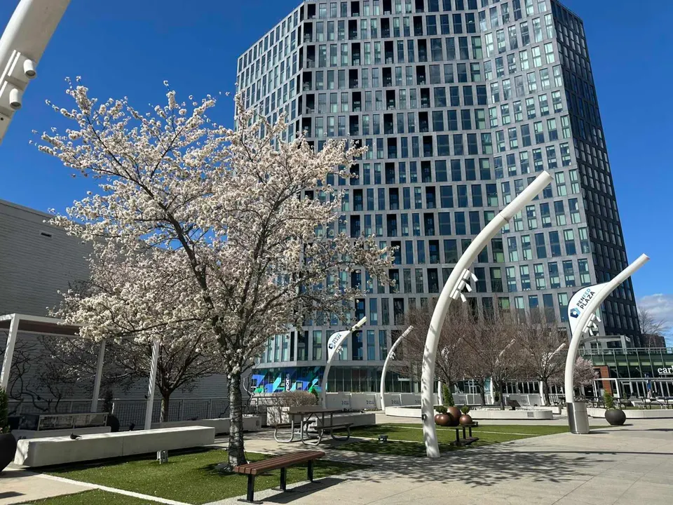 A blossoming cherry tree near a bench on PenFed Plaza at Tysons Corner Center (staff photo by Angela Woolsey)