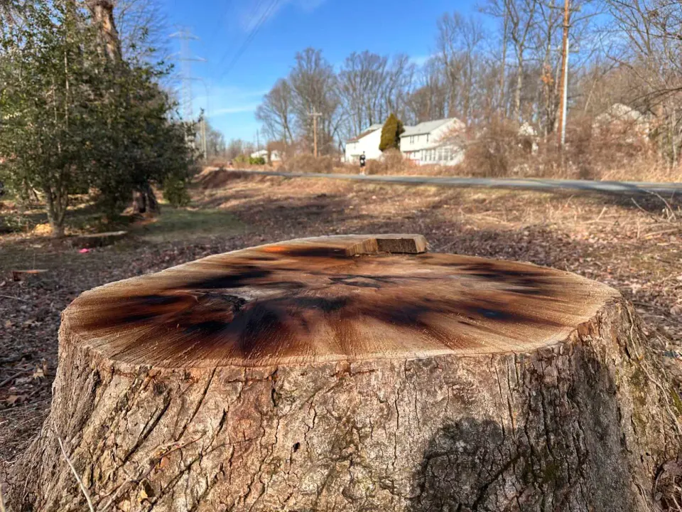 A tree stump left by Dominion Energy near the Washington & Old Dominion Trail (courtesy NOVA Parks)