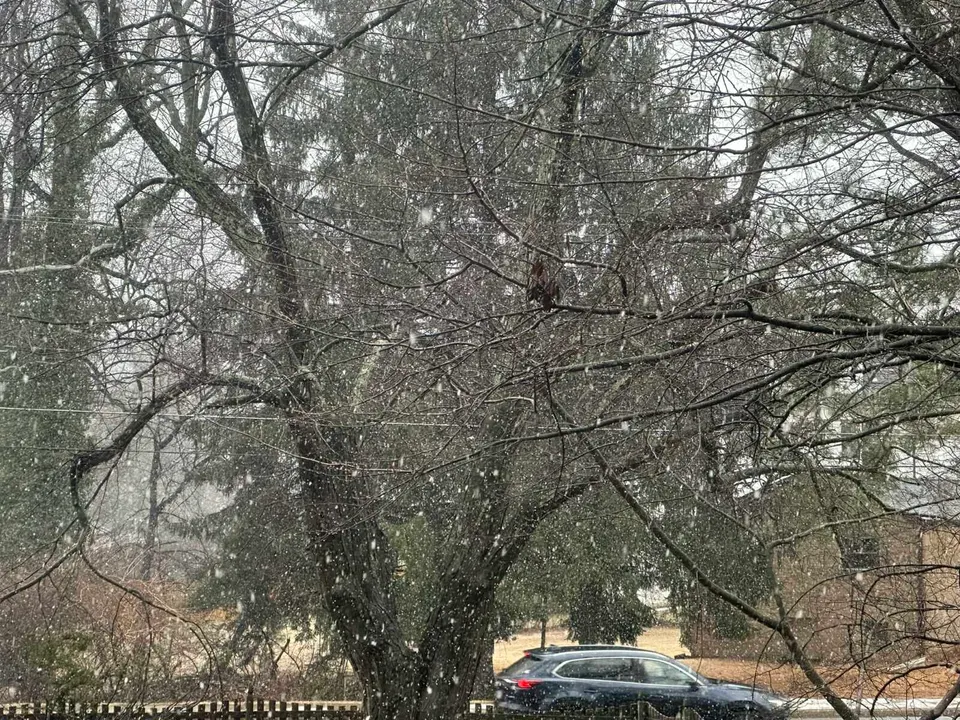 Snow falling around a tree in Vienna (staff photo by Angela Woolsey)